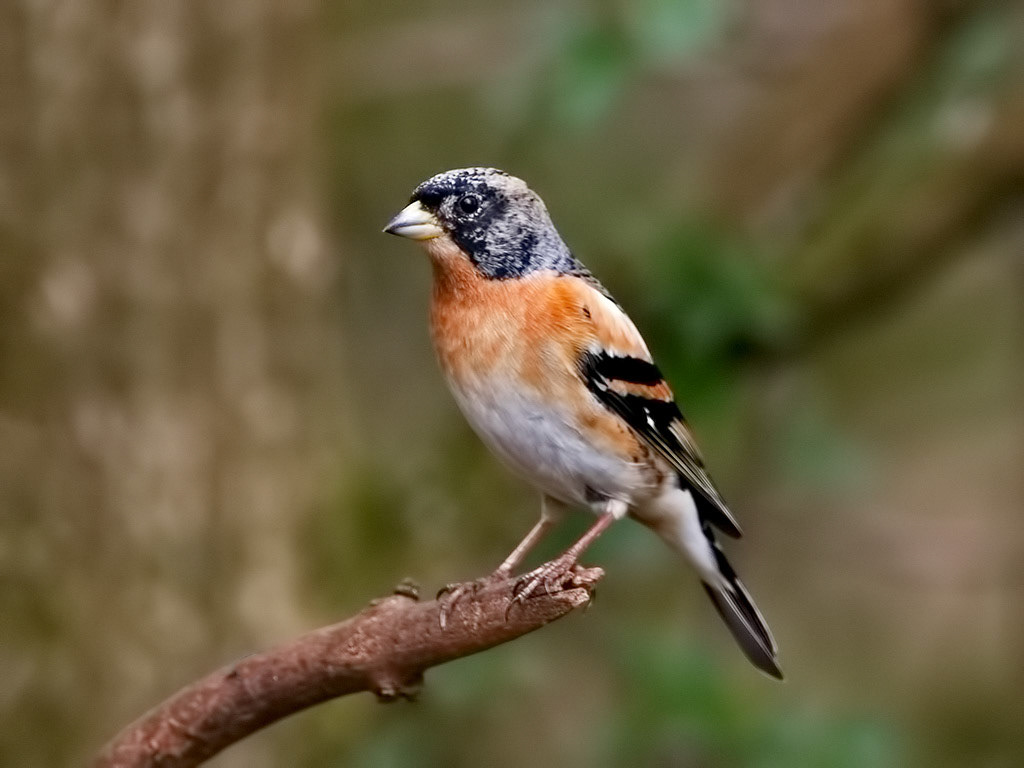 Brambling
