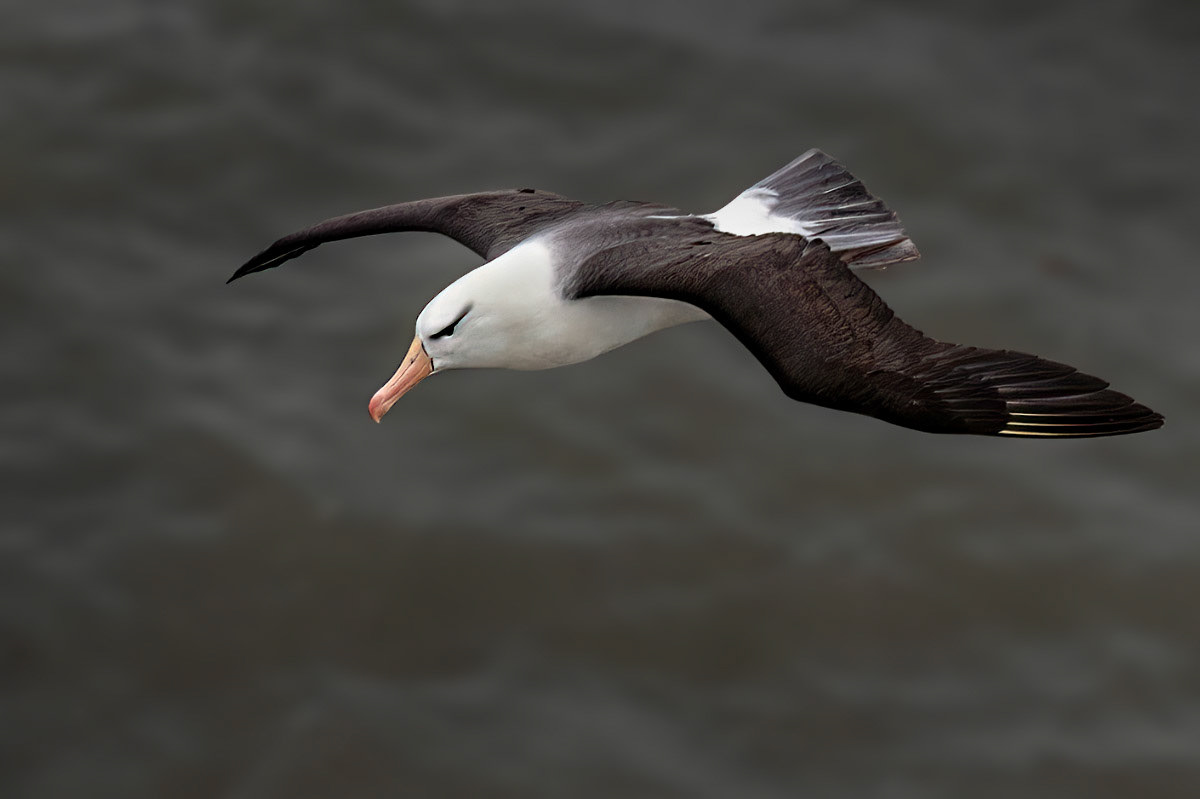 Black-browed Albatross