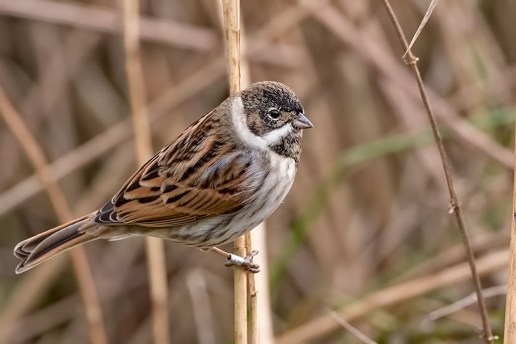 Reed Bunting
