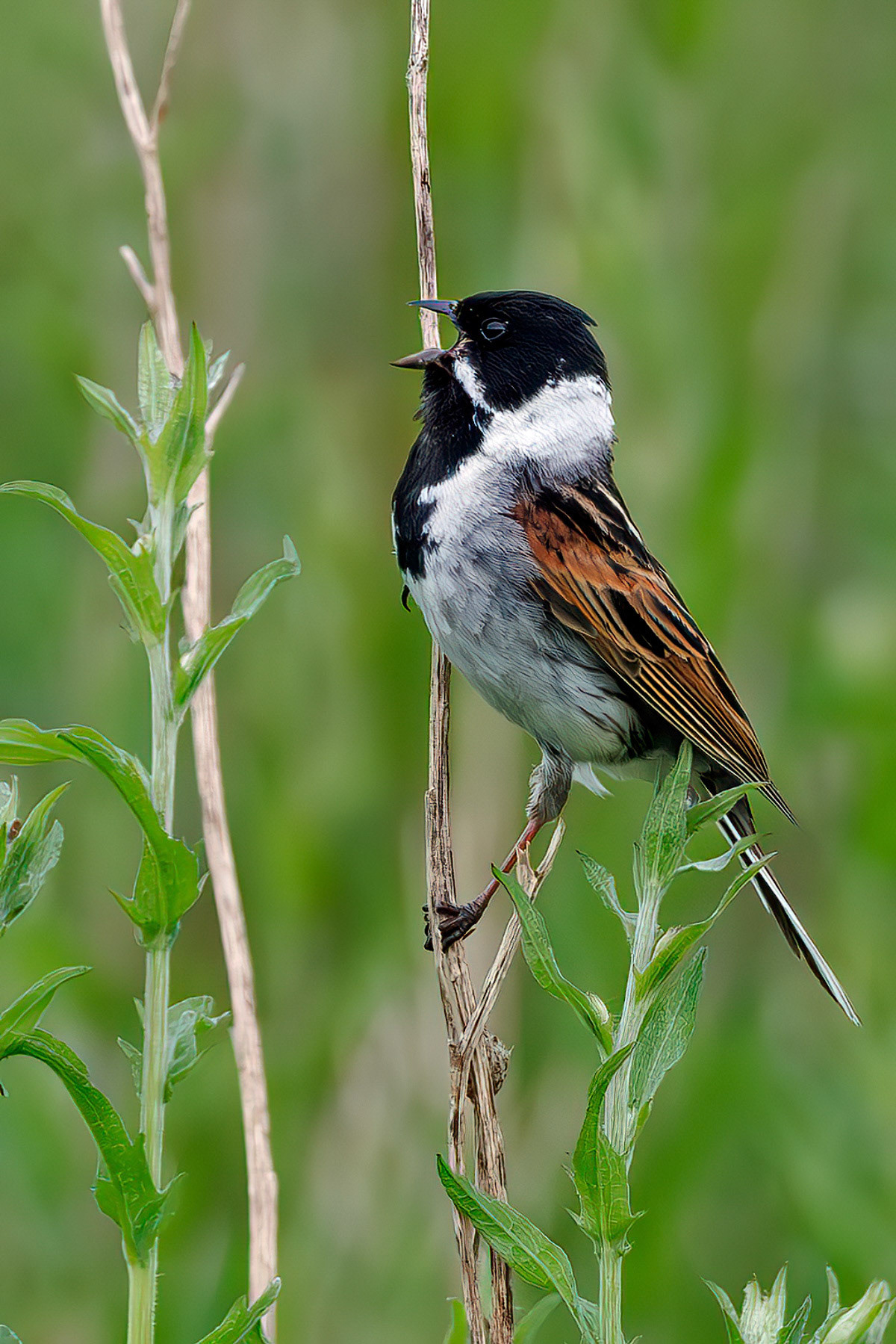 Reed Bunting