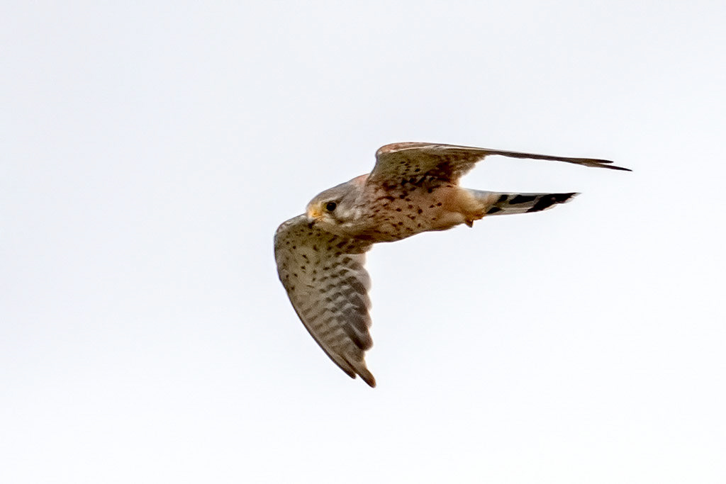 Kestrel