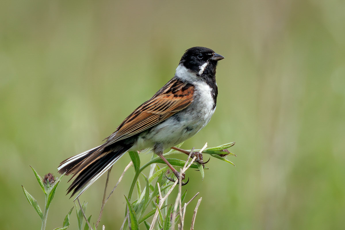 Reed Bunting