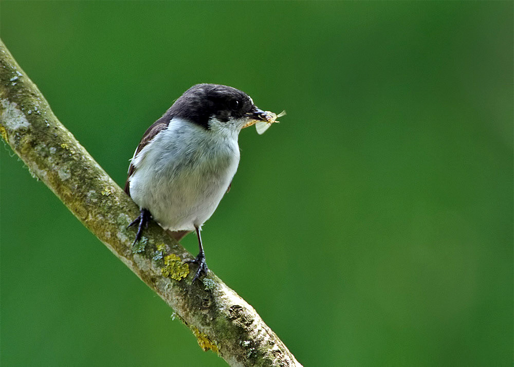Male Pied Flycatcher