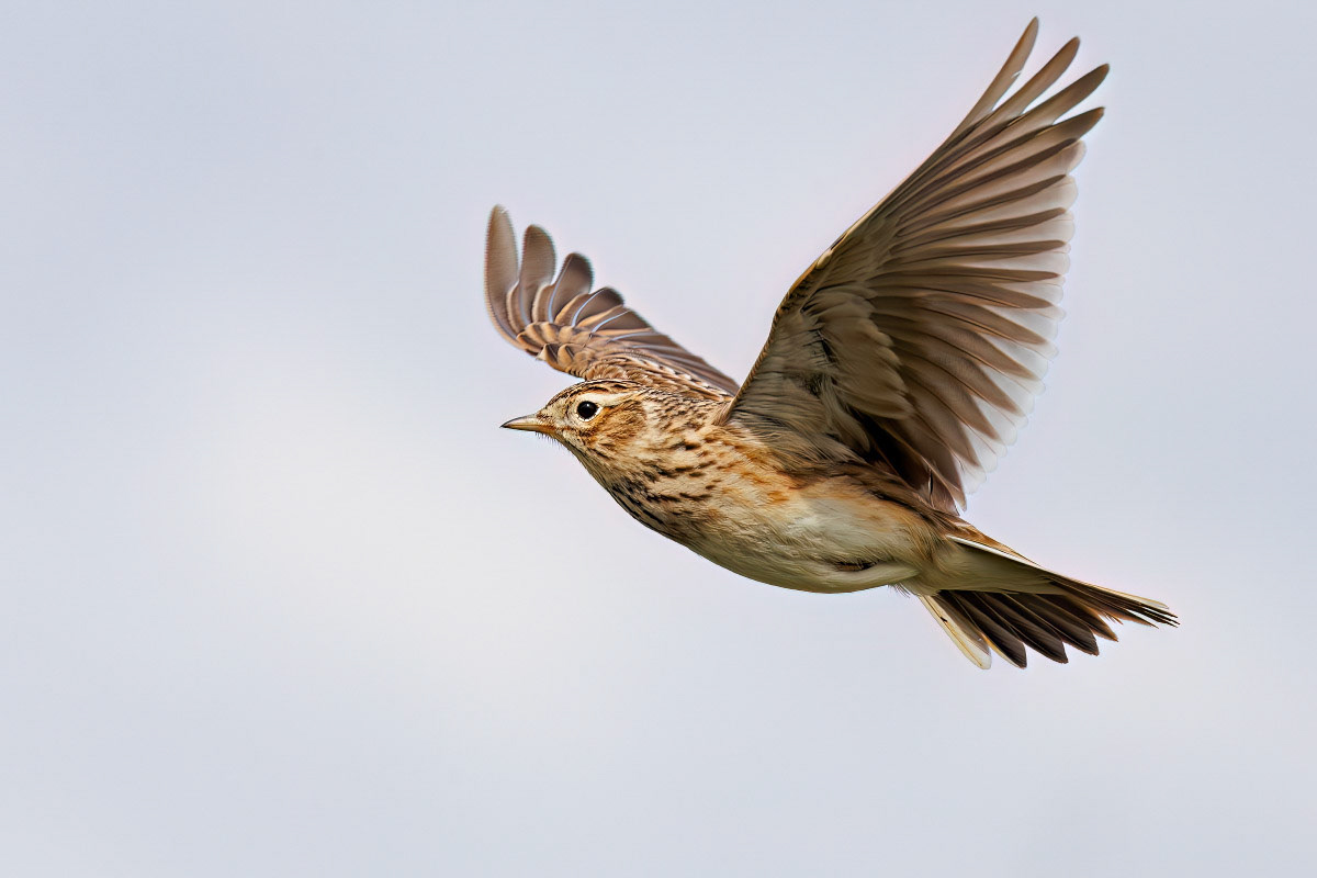 Skylark