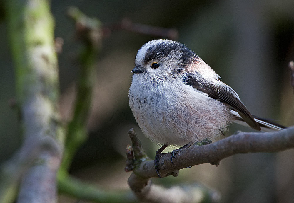 Long-tailed Tit