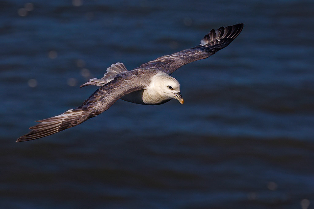 Fulmar