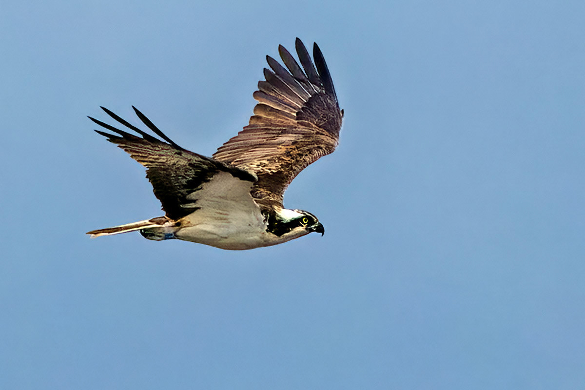 Osprey