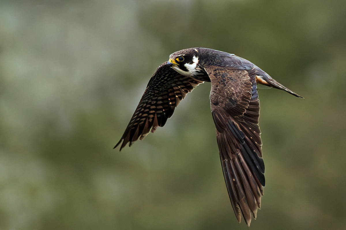 Hobby