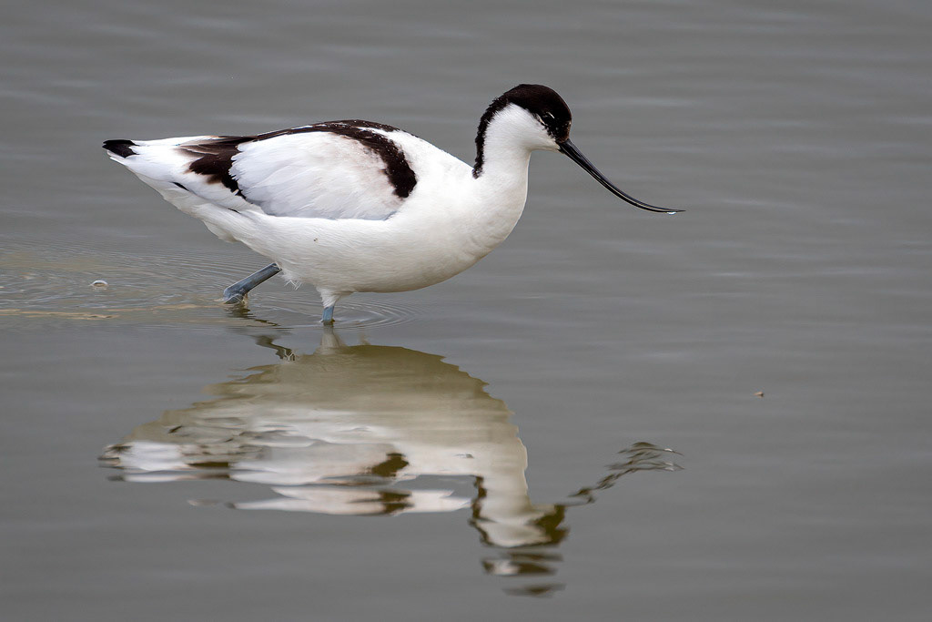 Avocet
