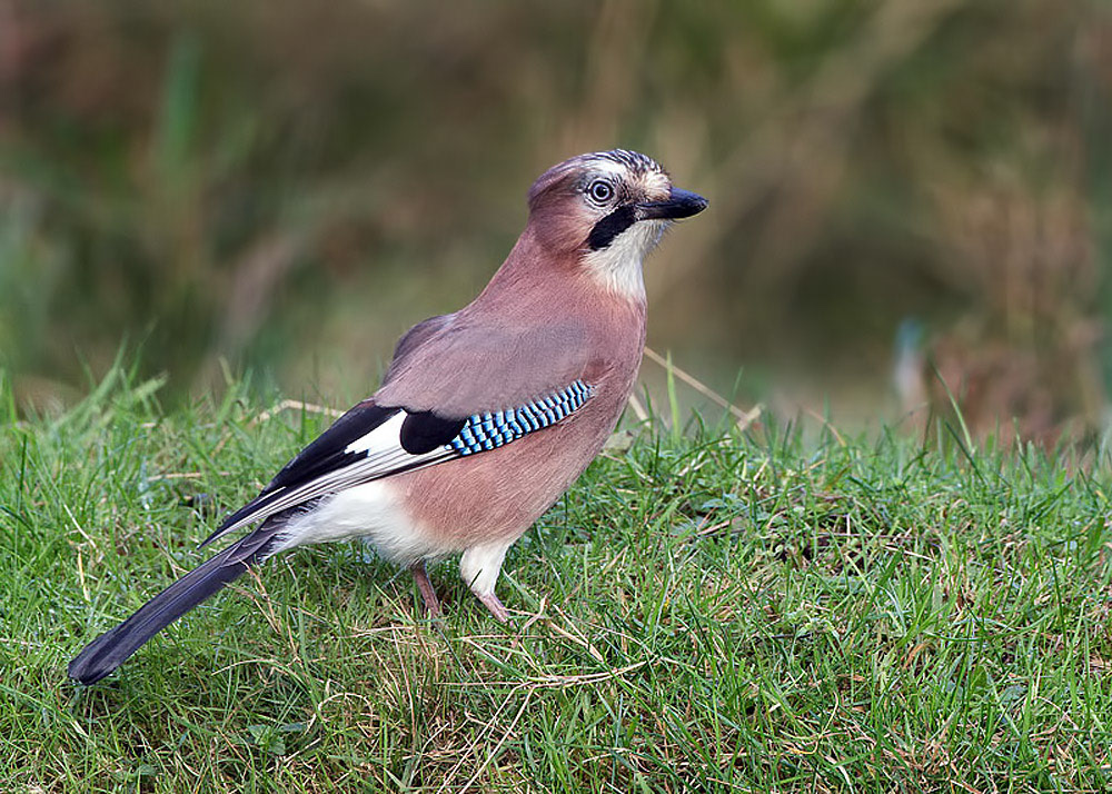 Jay