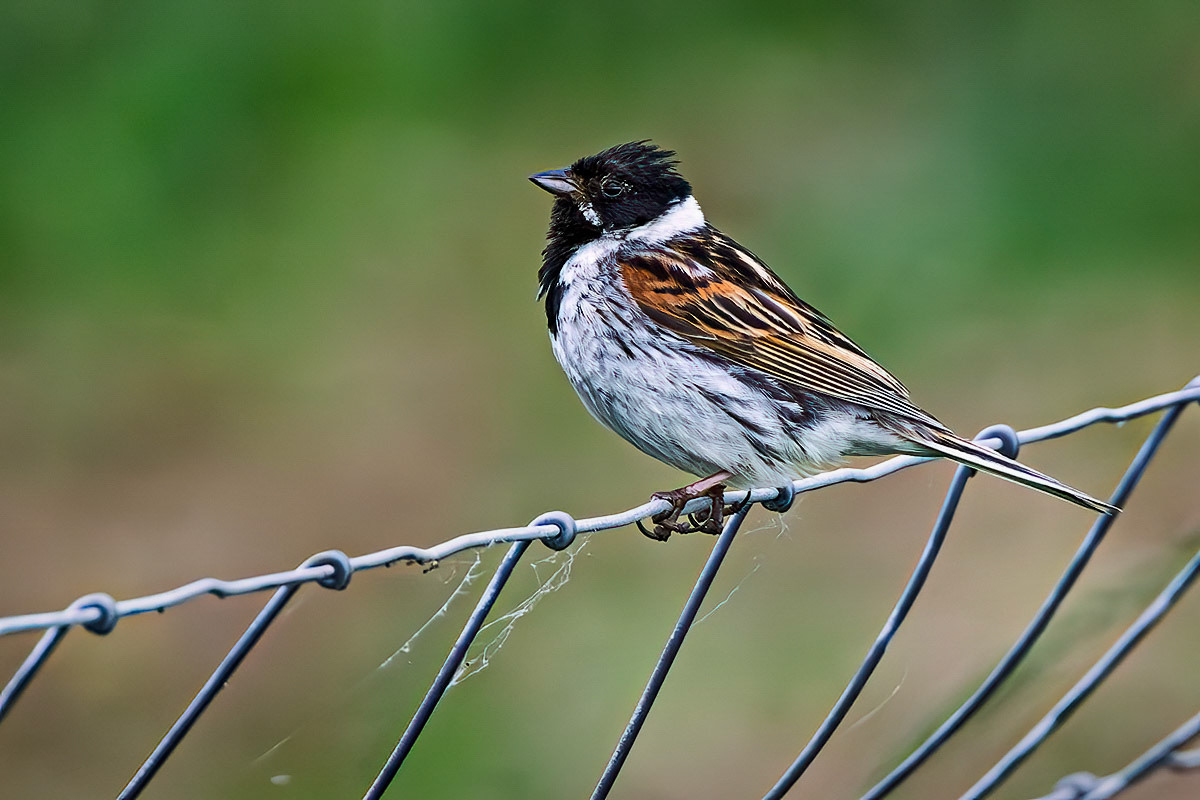 Reed Bunting