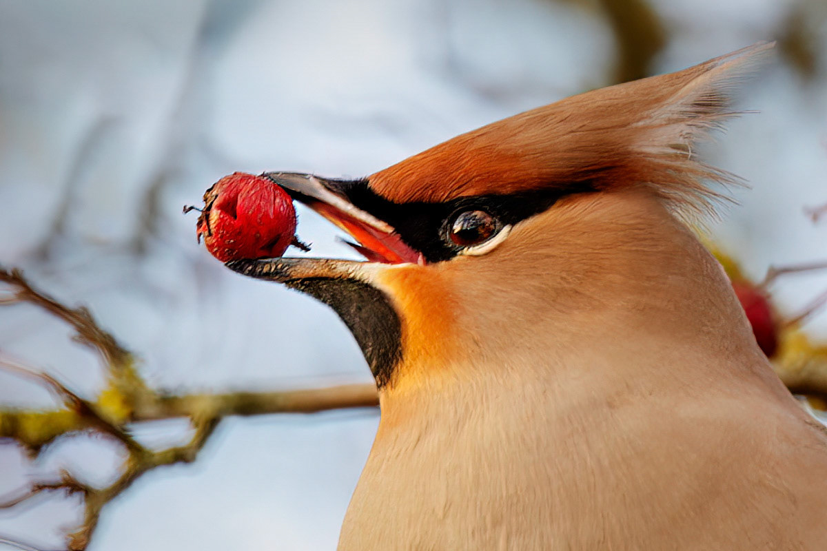 Waxwing