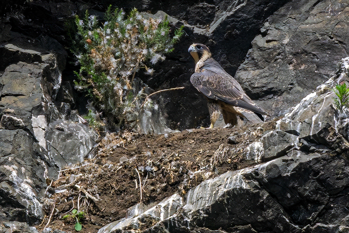 Peregrine Falcon