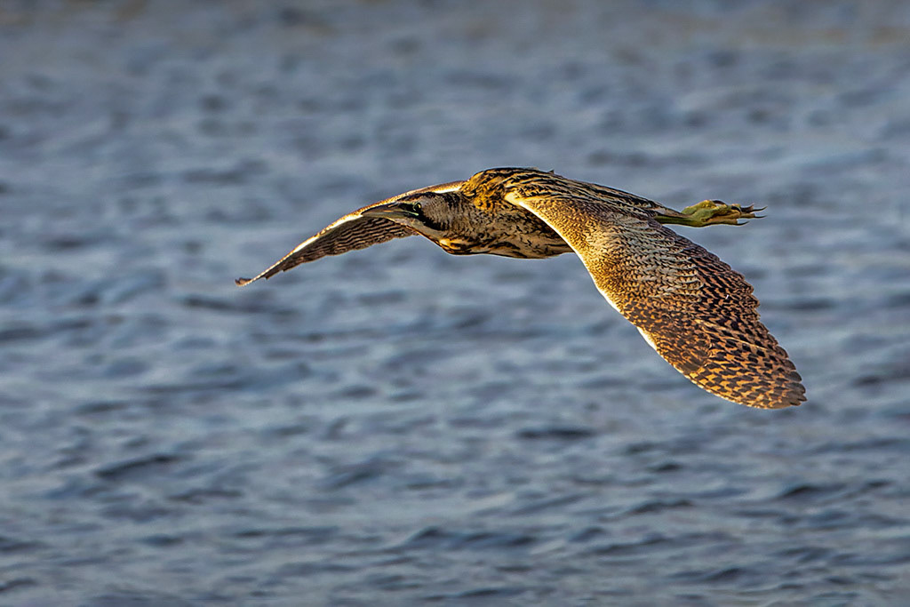 Bittern