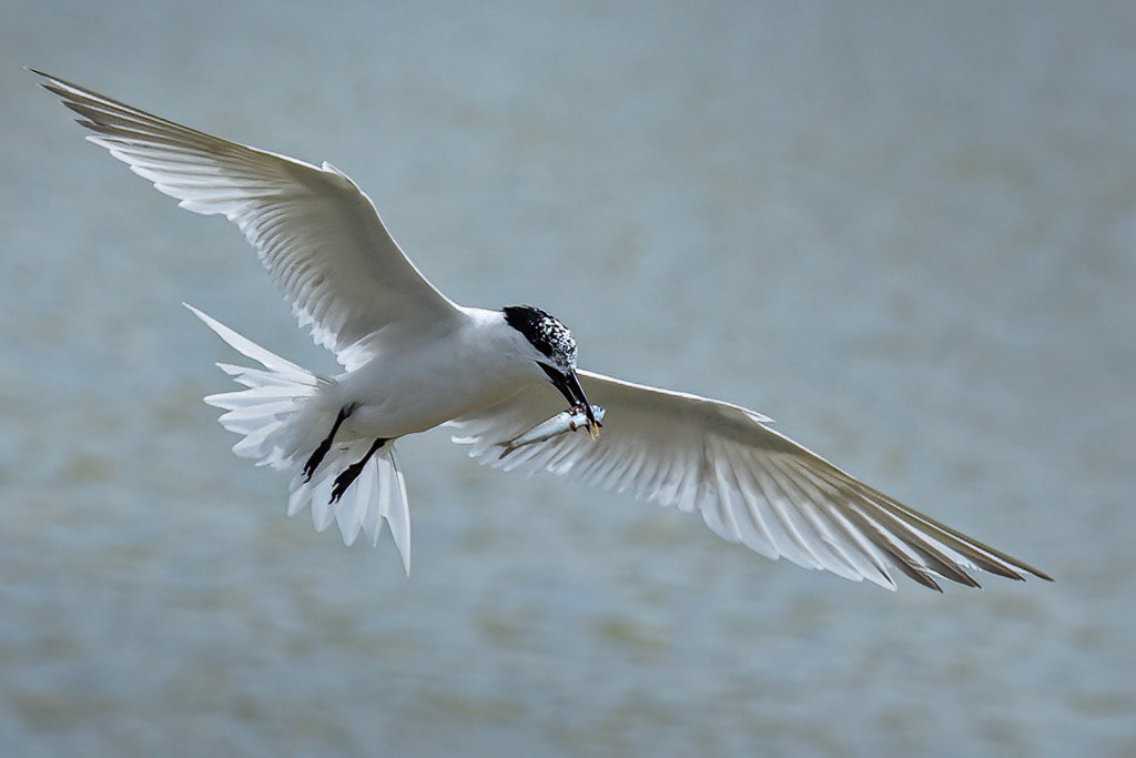 Sandwich Tern