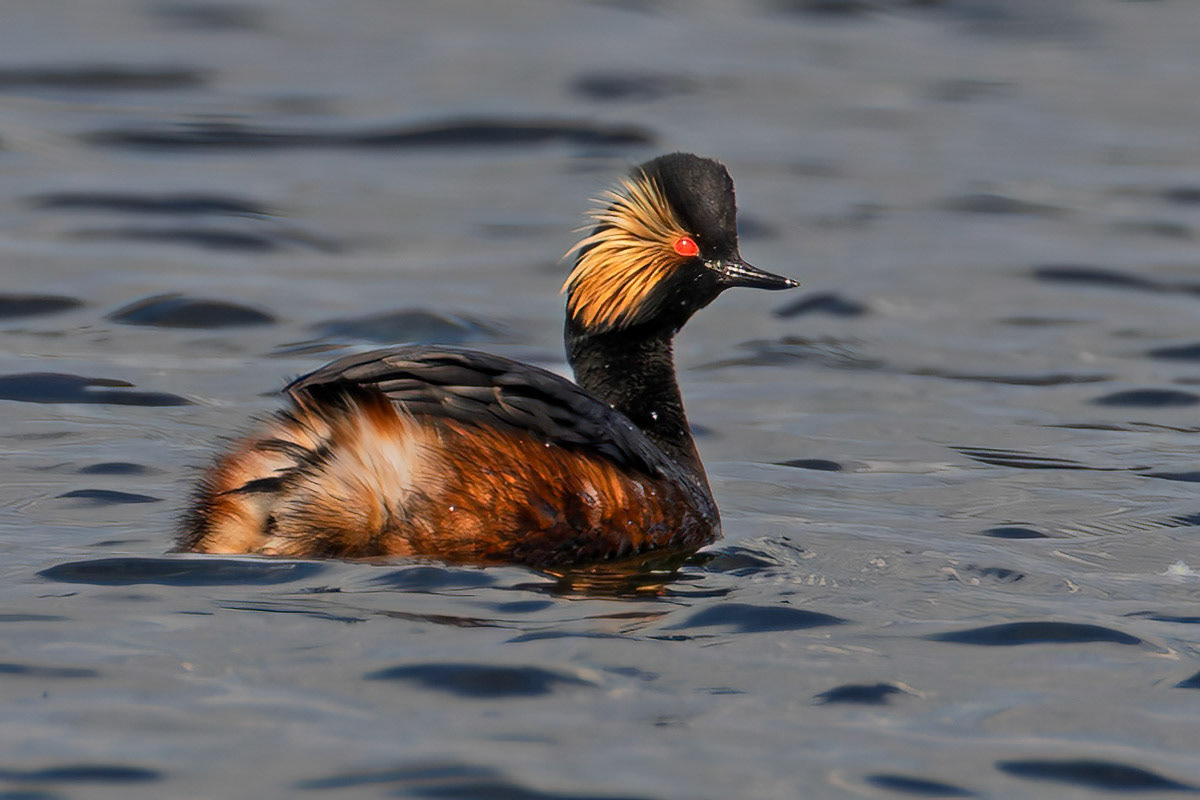 Black-necked Grebe