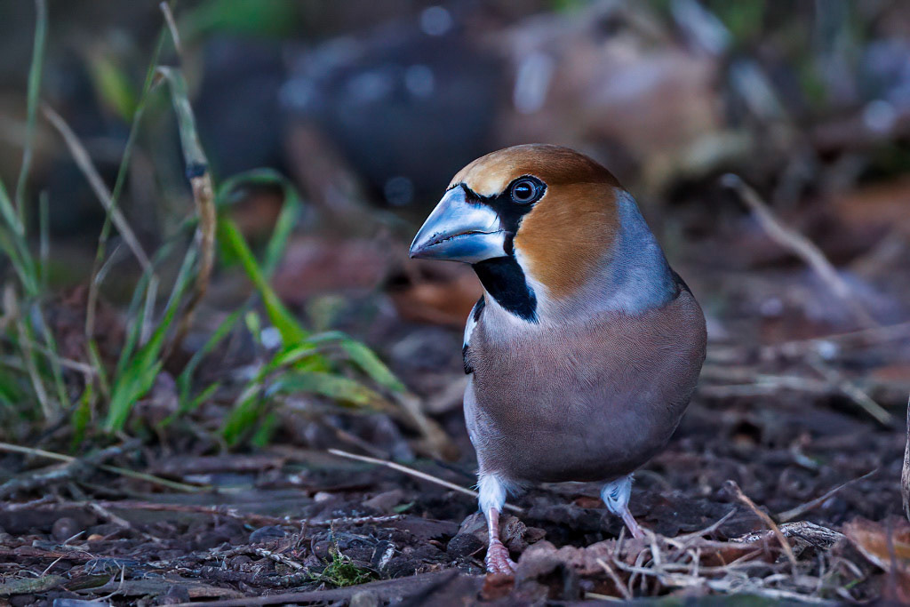Hawfinch