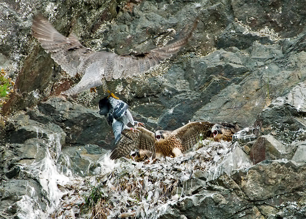 Peregrine