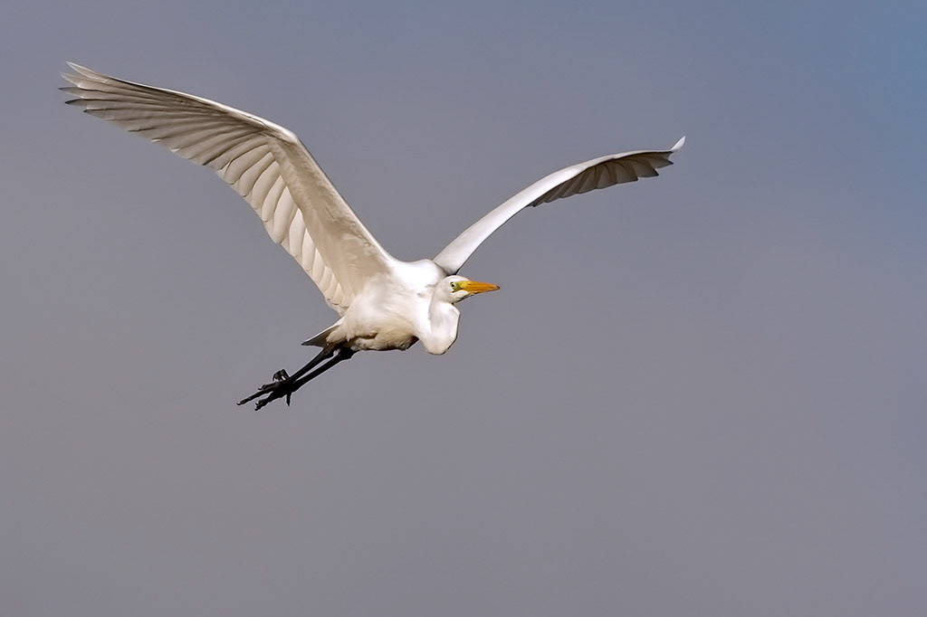 Great White Egret