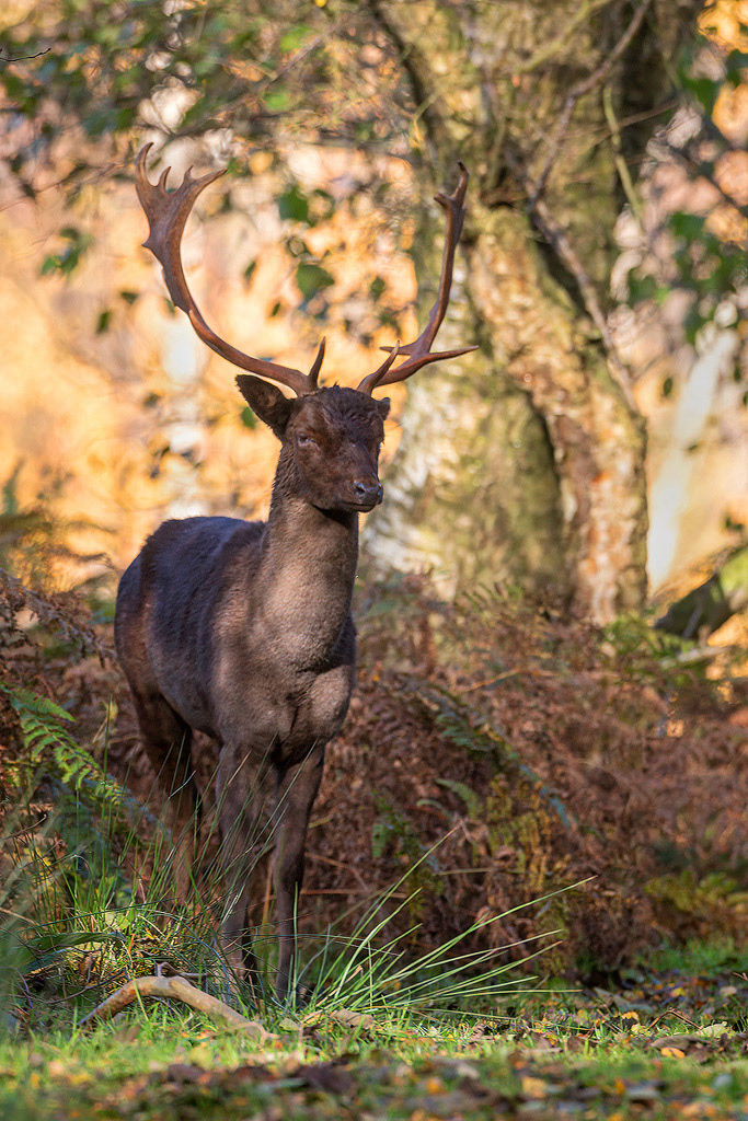 Fallow Deer Buck