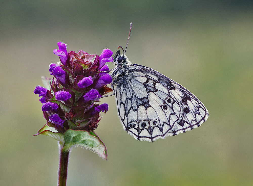 Marbled White
