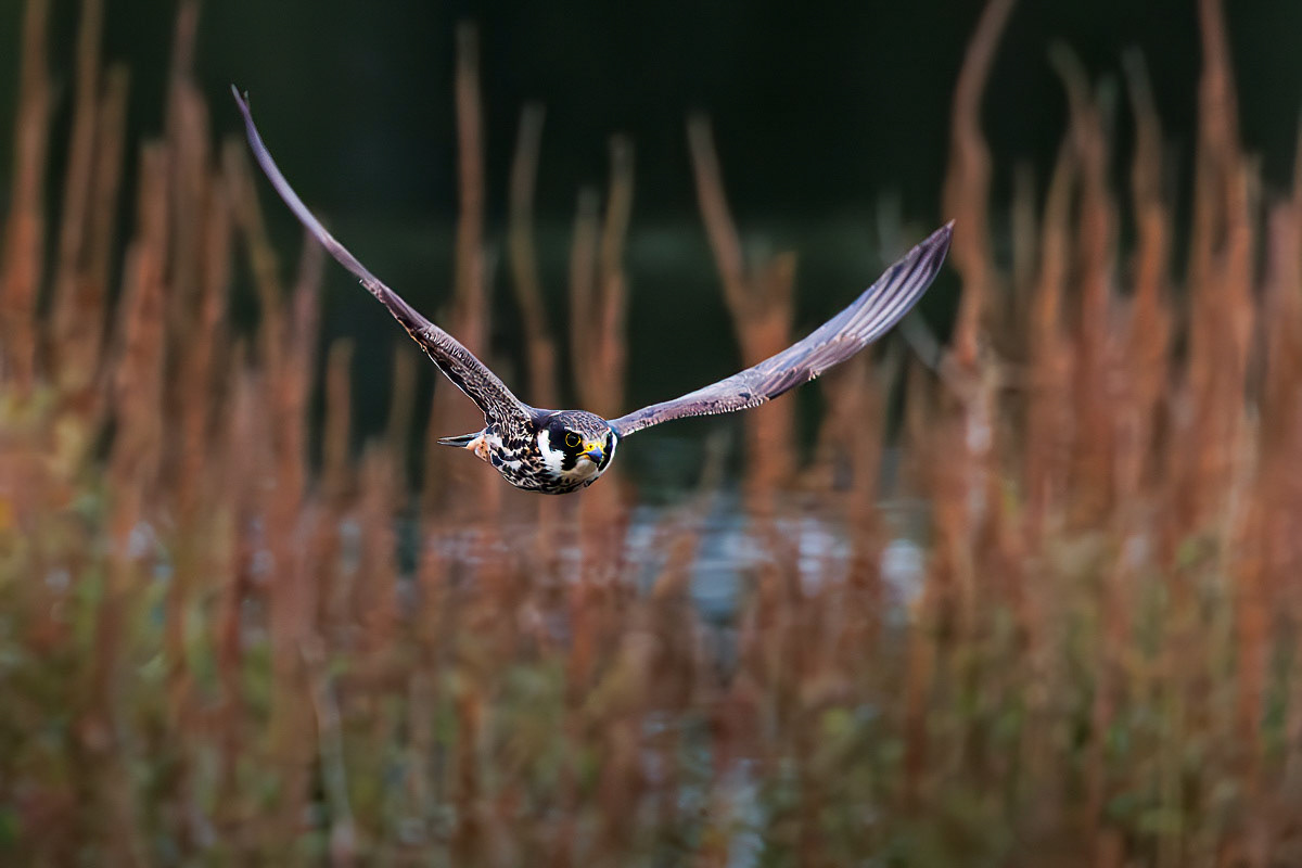 Hobby