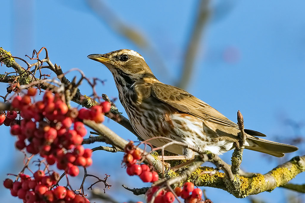 Redwing