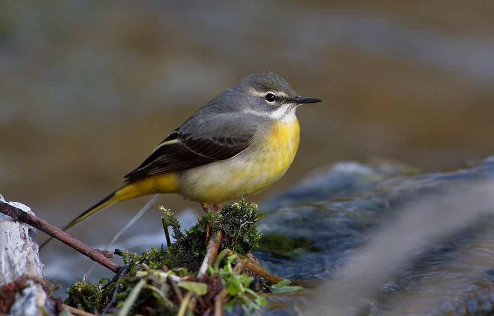 Grey Wagtail