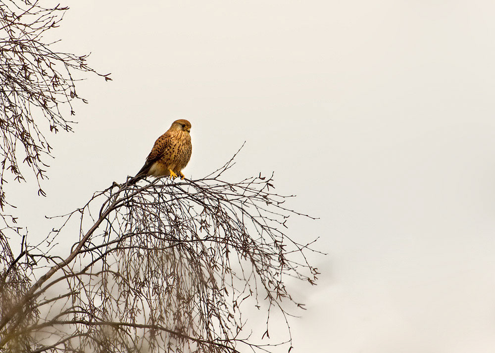 Kestrel