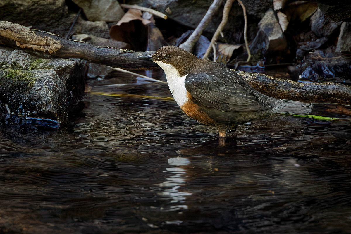 Dipper