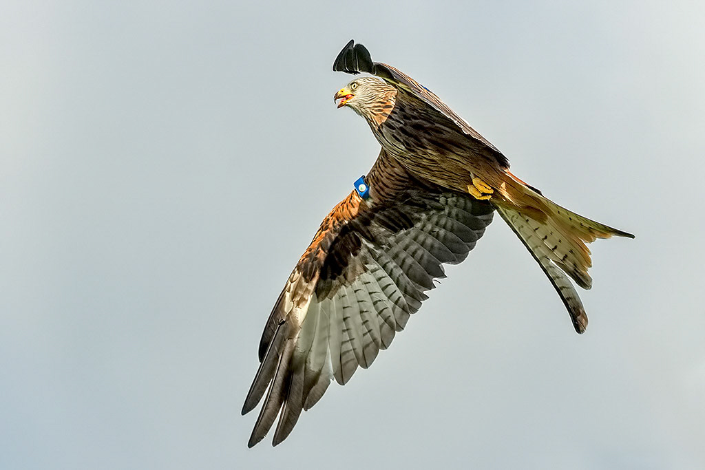Red Kite