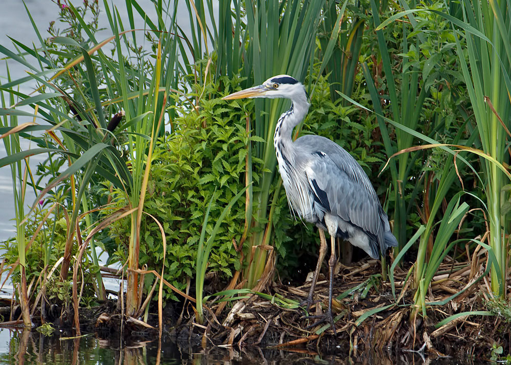 Grey Heron