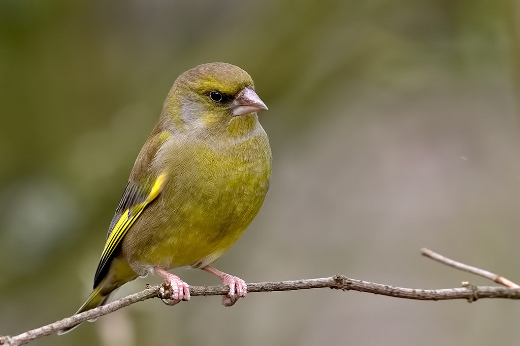 Male Greenfinch