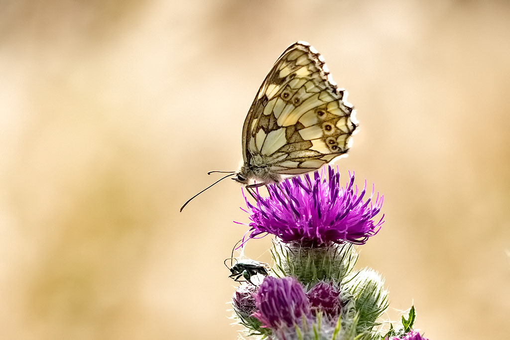Marbled White