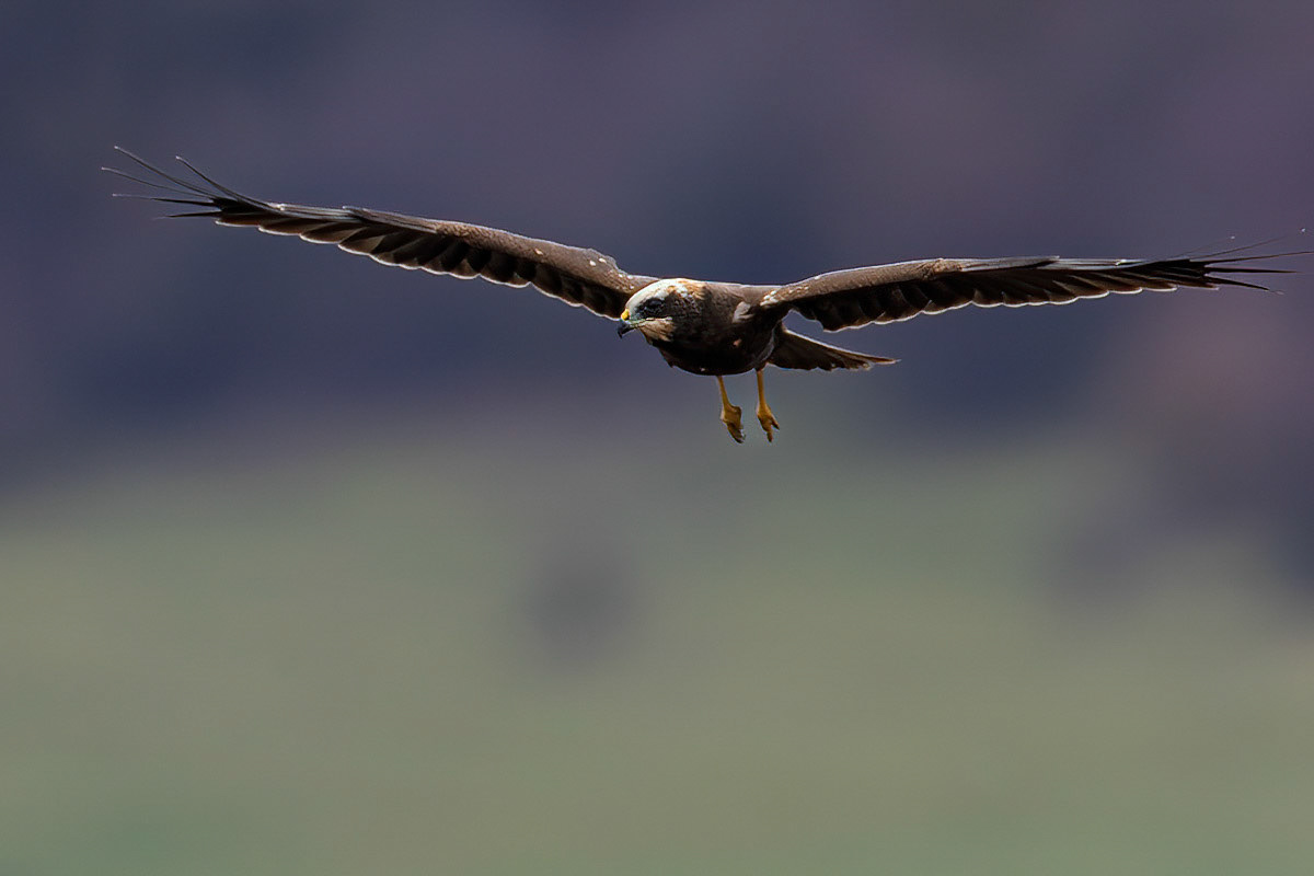 Marsh Harrier