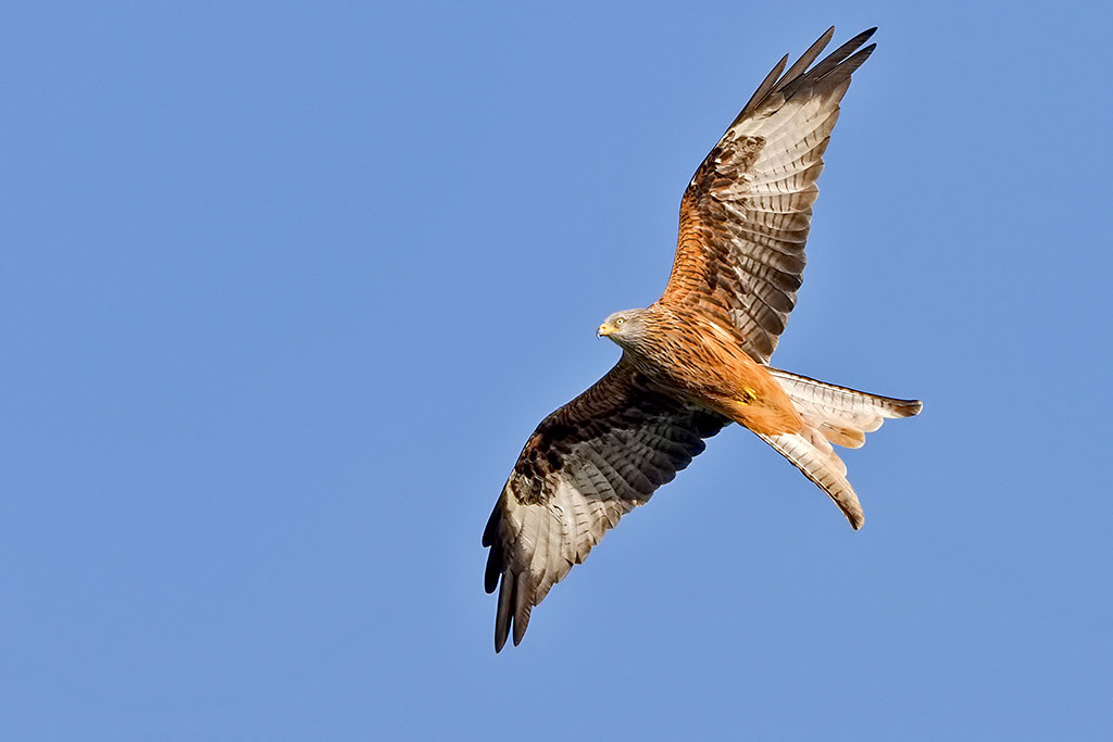 Red Kite
