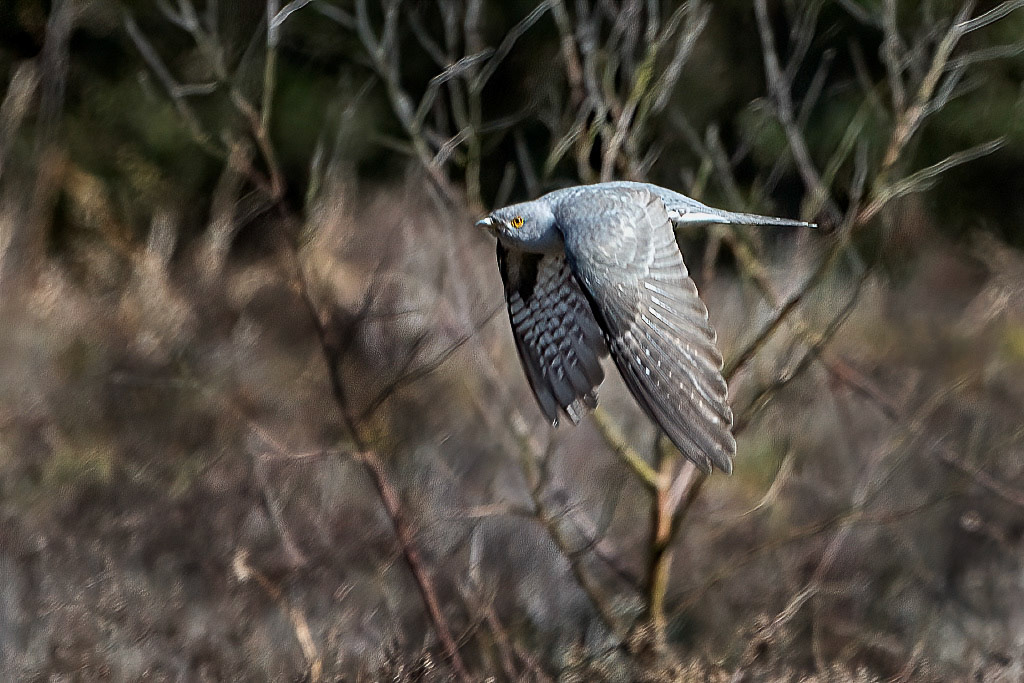 Cuckoo