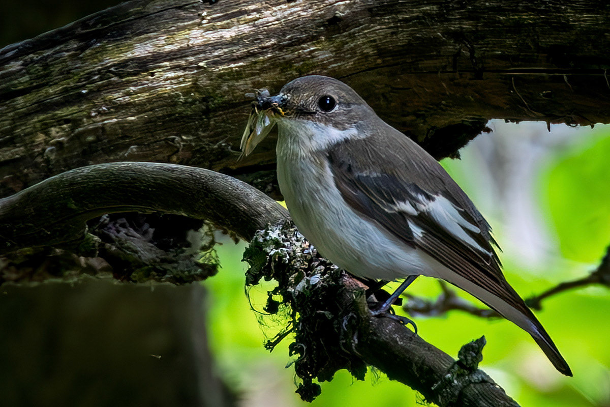 Pied Flycatcher