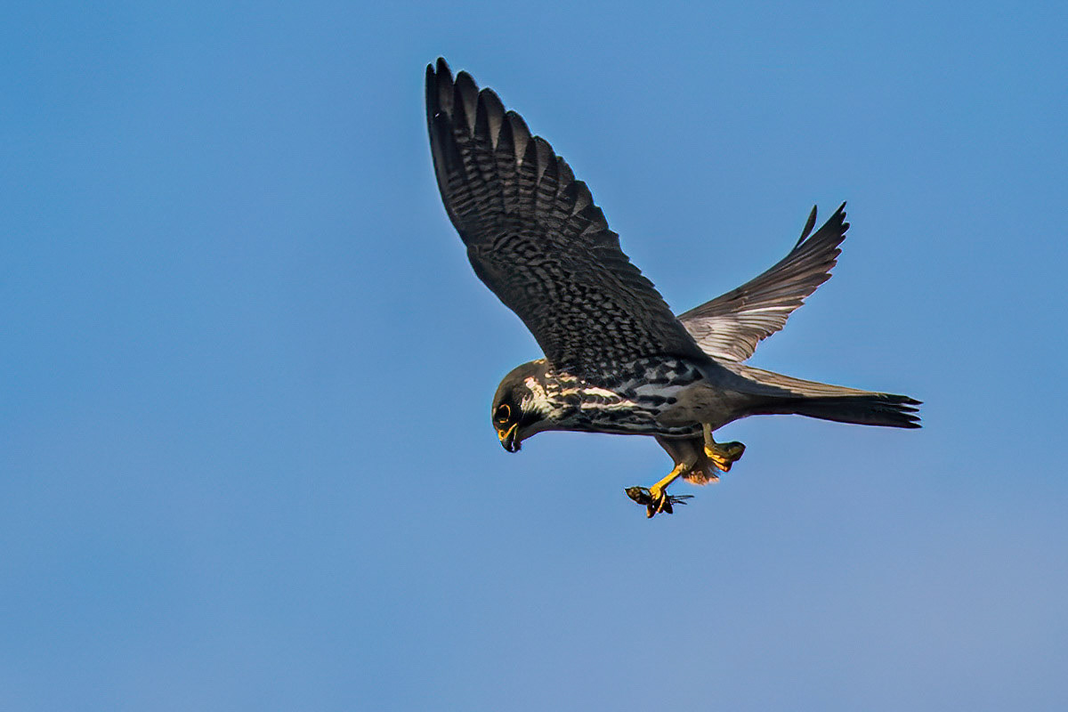 Hobby