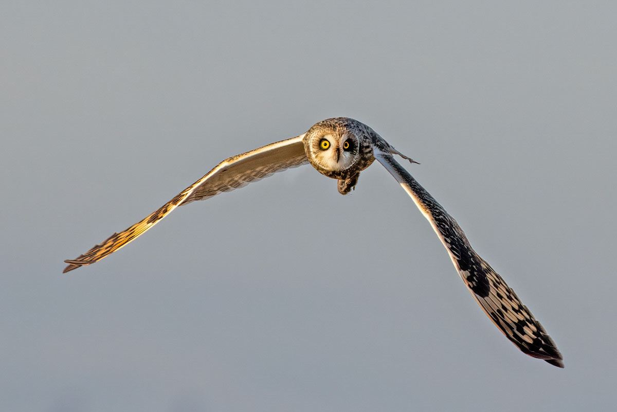 Short-eared Owl