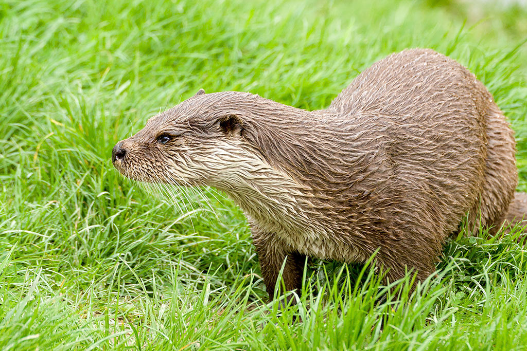 Eurasian Otter