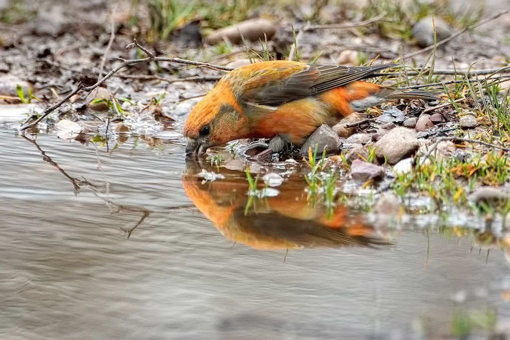 Crossbill