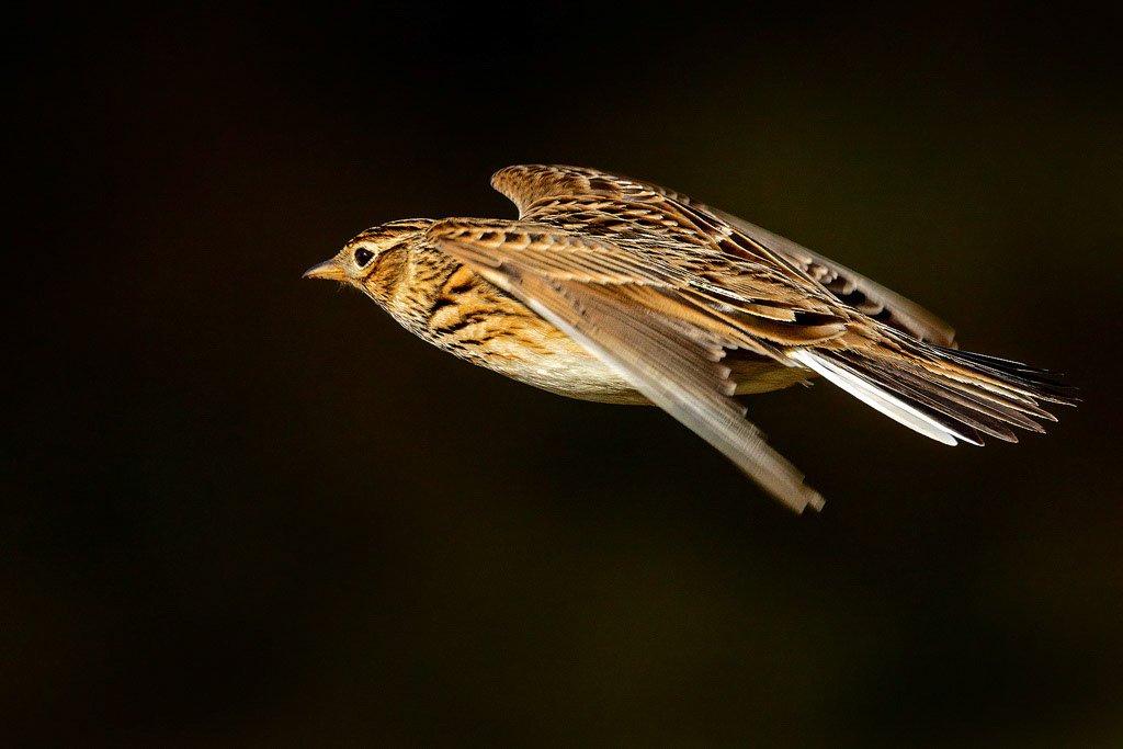 Skylark