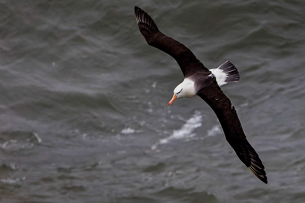 Black-browed Albatross