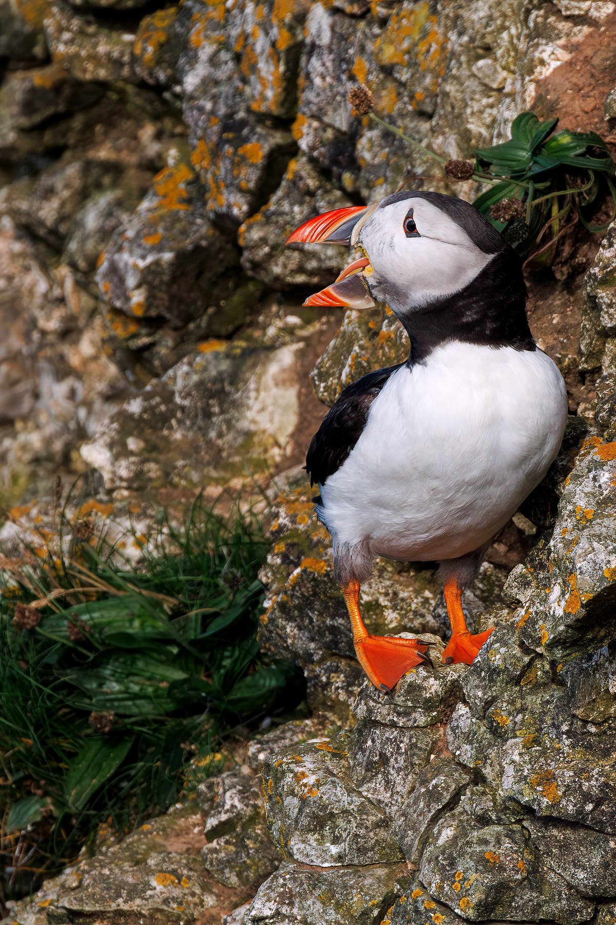 Puffin