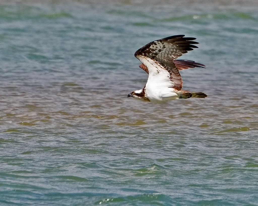 Osprey
