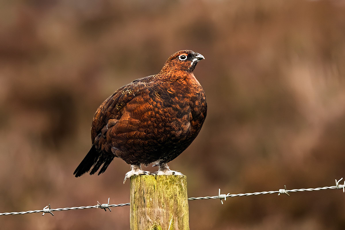 Red Grouse