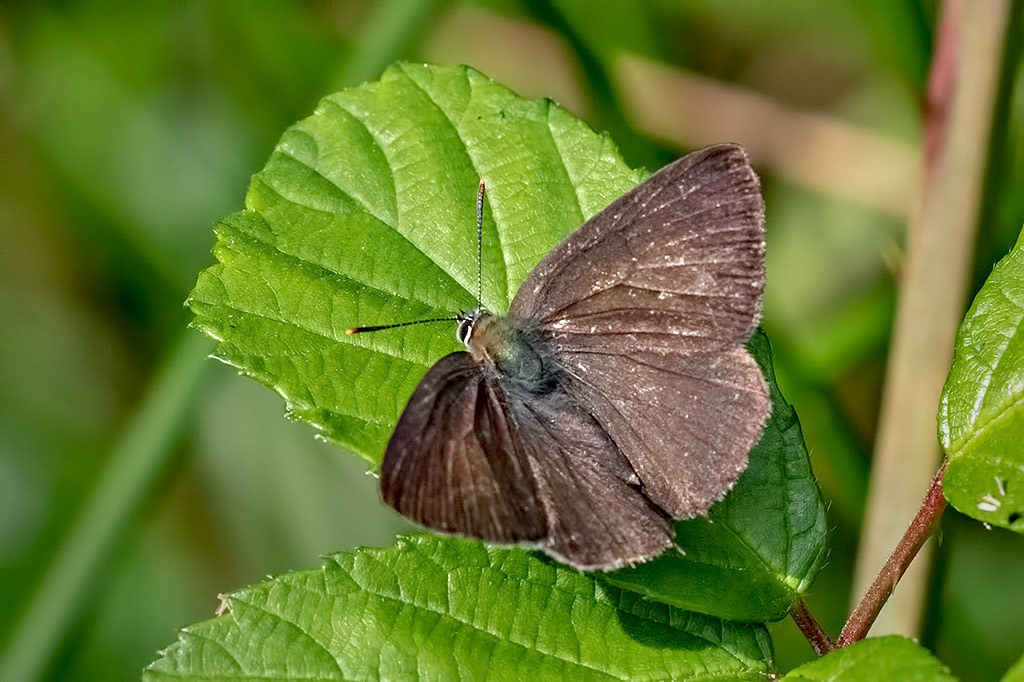 Purple Hairstreak