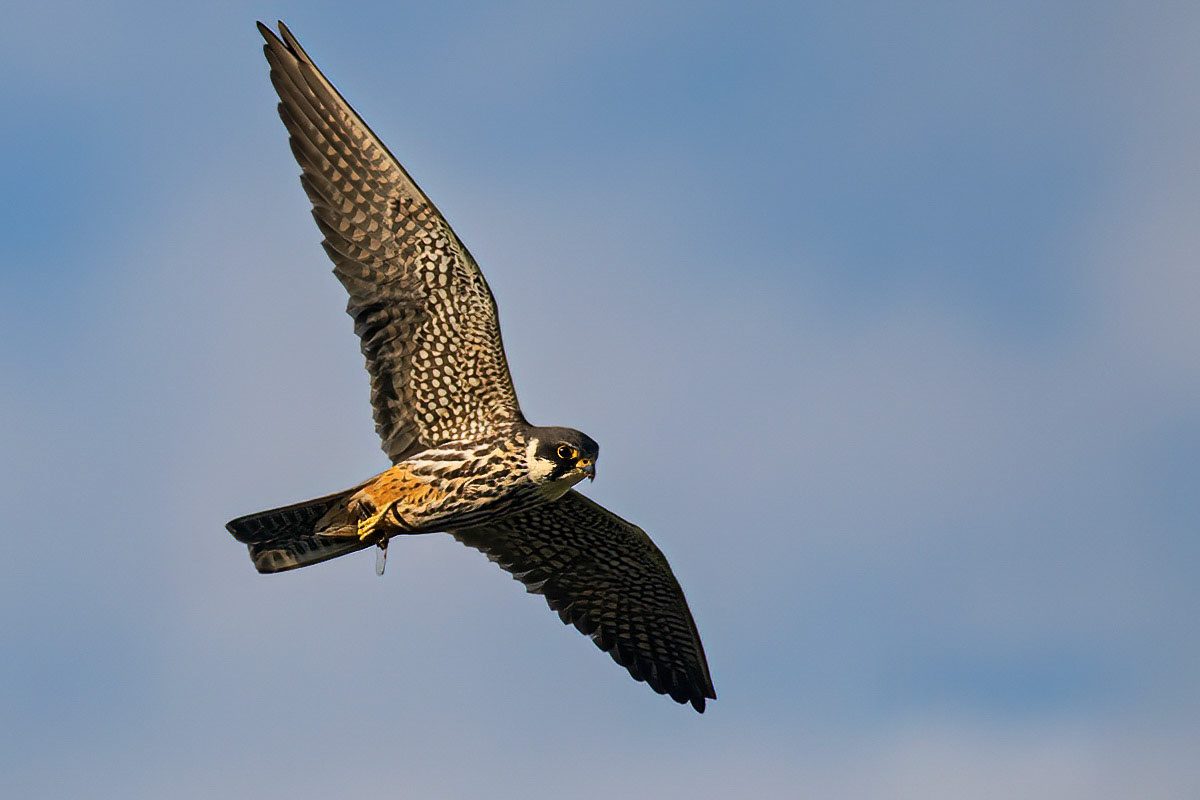 Hobby