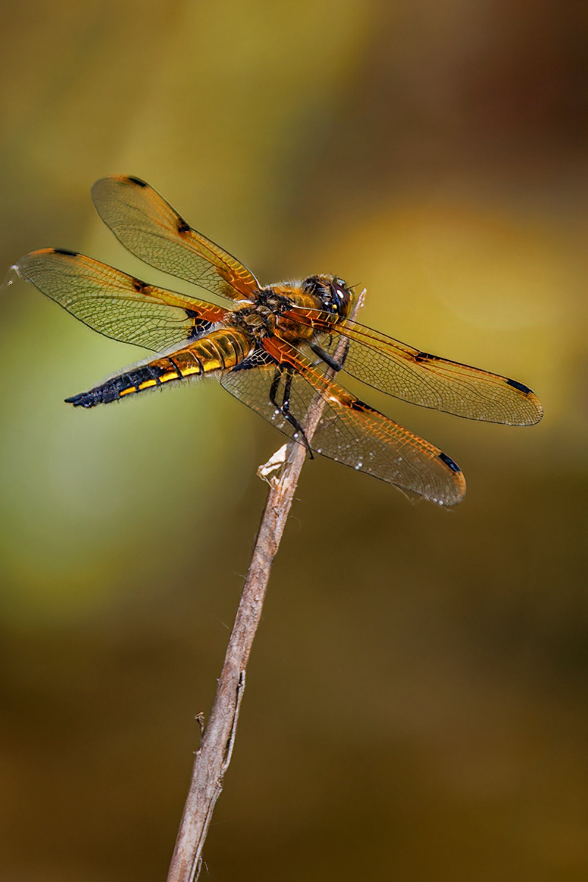 Four-spotted Chaser
